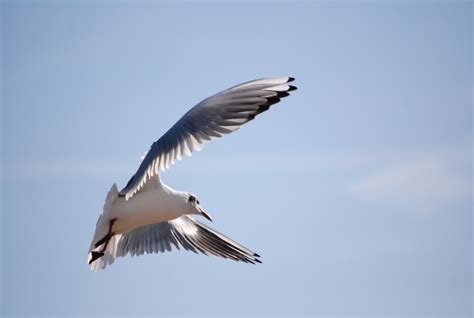 Free Images Sea Water Nature Bird Wing Sky White Pelican