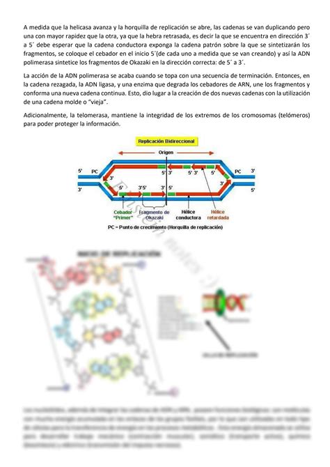 Solution Acidos Nucleicos Y Replicaci N Del Adn Studypool