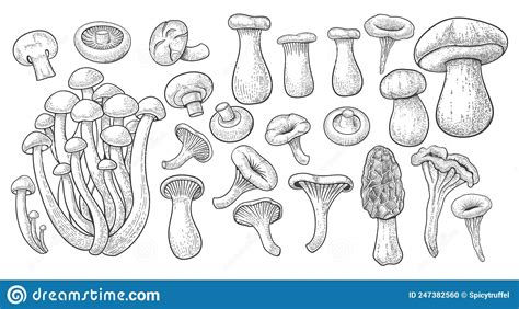 Boletus Cep Porcini Wild Mushroom One Line Art Drawing Simple Vector