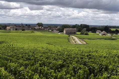 Montrachet Wine Guide: History, Made, Taste and Serving Tips