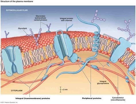 Glycoproteins In The Cell Membrane | MedicineBTG.com