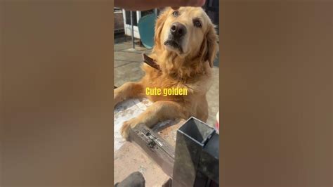 golden ritiver dogs ytshorts pets youtuber youtube