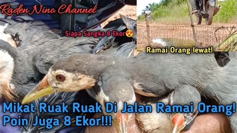 Heboh Mikat Burung Ruak Ruak Di Jalan Ramai Orang Siapa Duga Bisa