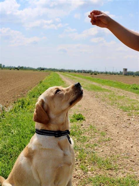 7 Speedy Ways To Train A Labrador Puppy - World of Dogz