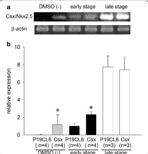 The Expression Of Csxnkx25 Mrna Analyzed By Semi Quantitative Rt Pcr