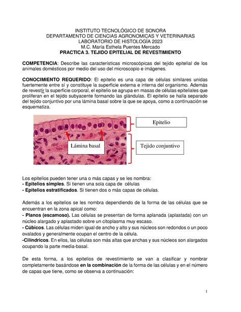 Práctica 3 Epitelios De Revestimiento Instituto TecnolÓgico De Sonora Departamento De Ciencias