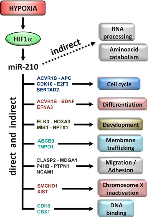 Cellular Processes Modulated By Mir 210 Mir 210 Is Induced By Hypoxia