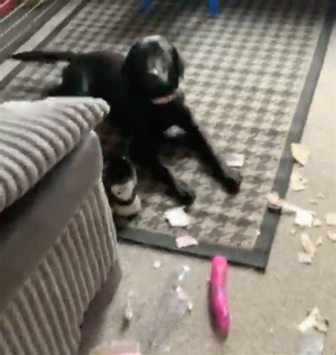 Dog Rips Open Neighbours Parcel And Finds Something Very Unexpected