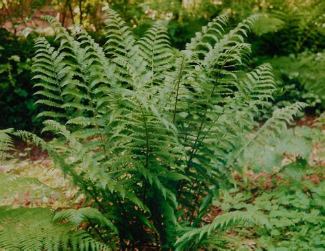 Growing Fiddlehead Ferns Garden Guides