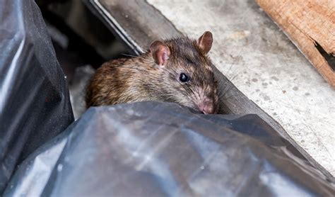 Curiga Rumah Jadi Sarang Tikus Cek 7 Tempat Kesukaan Tikus Di Rumah