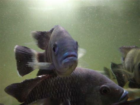 Varios Peixes Agua Quente Animais Junho Clasf