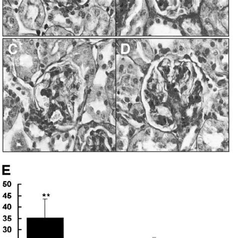 Immunohistochemical Expression Of PPAR Protein In PPAR Wild Type