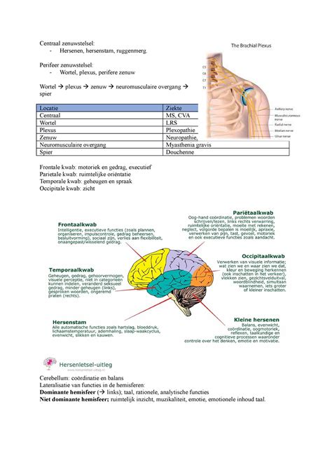 College Neurologie Centraal Zenuwstelsel Hersenen Hersenstam