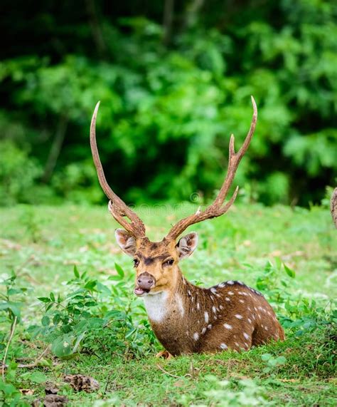 Animal Indian Spotted Deer Axis Axis In The Wild With Copy Space