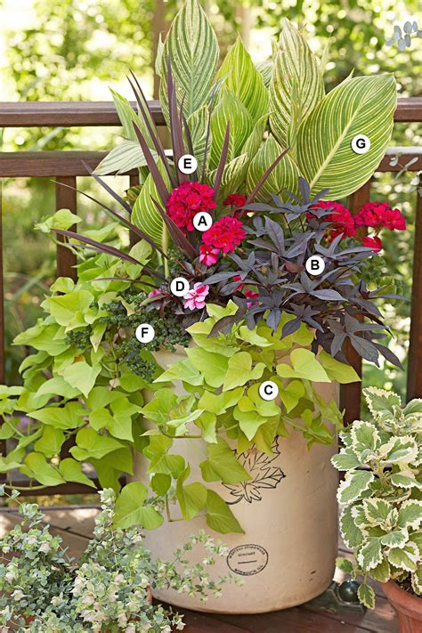 Here S What To Plant With Geraniums For Pretty Summer Containers