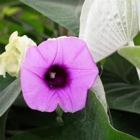 Flower Seeds Wholesale Price Mandi Rate For Flower Seeds