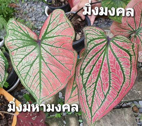 Caladium Plant Leaves Plants Gardens Art Plant Planets