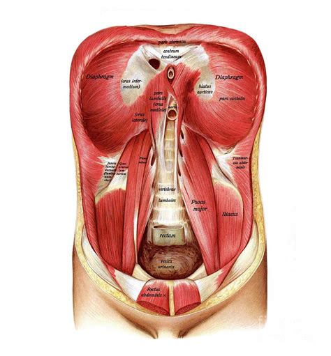 Posterior Abdominal Wall Diaphragm And Retroperitoneal Structures Sexiz Pix