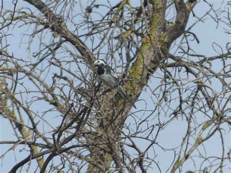 eBird Checklist 26 Jan 2024 Vía sin nombre San José del Valle