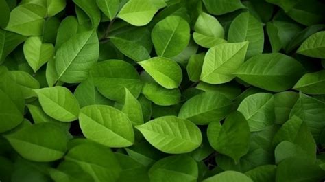 Leafy Wonder A Natural Green Background Of Lush Leaves Green Nature