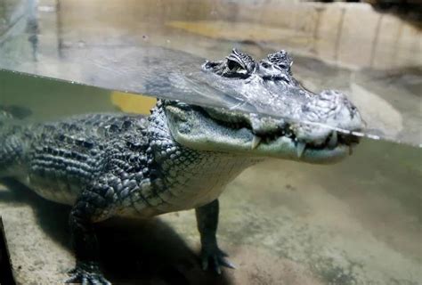 Adopting an alligator as a pet? : r/reptiles