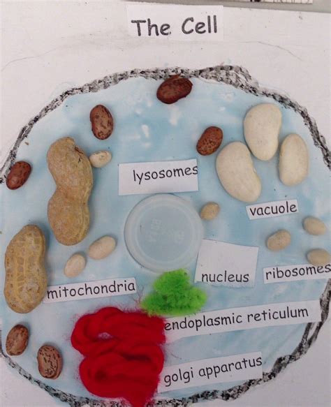 Animal Cell Food Model