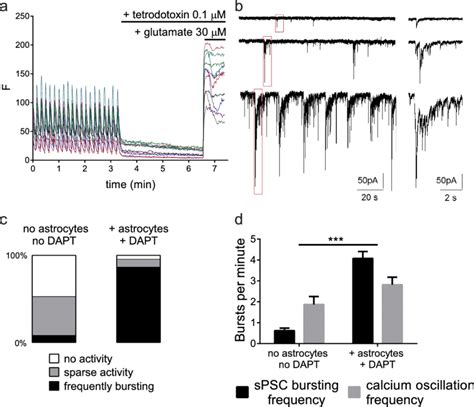 Synchronized Calcium Oscillations Represent Neuronal Network Activity