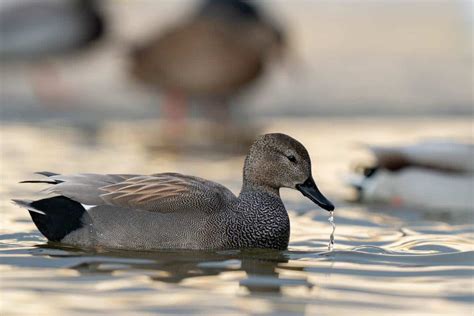 Gadwall Mareca Strepera Hawaii Bird Guide