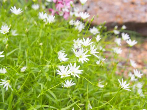 イワツメクサ花散歩