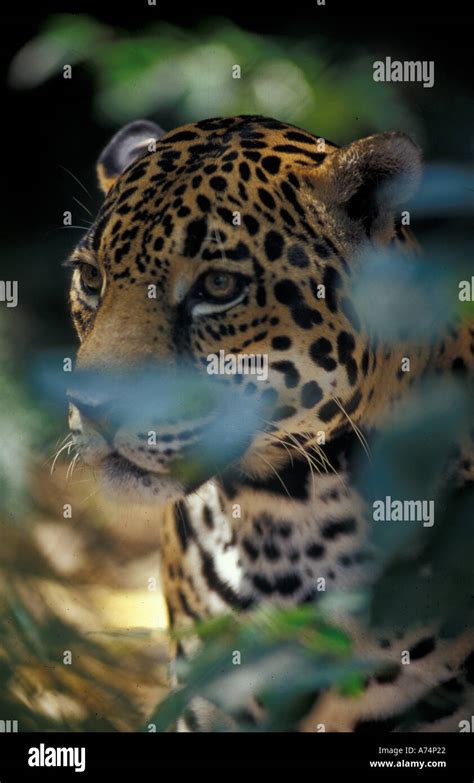 Belize. Jaguar at the Cockscomb Basin Jaguar Preserve Stock Photo - Alamy