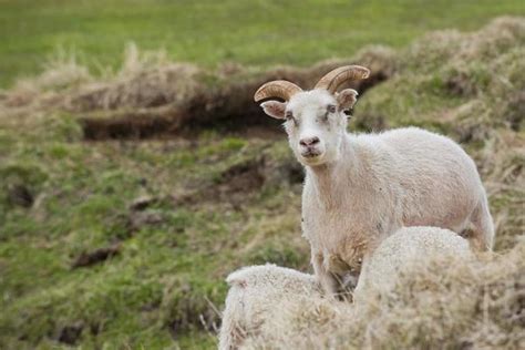 Icelandic Sheep Stock Photos Images And Backgrounds For Free Download