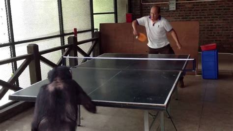 Monkey Plays Ping Pong 2 Youtube