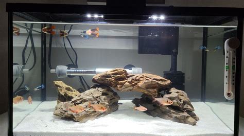 Serpae Tetra Care Guide Breeding Tank Size And Disease