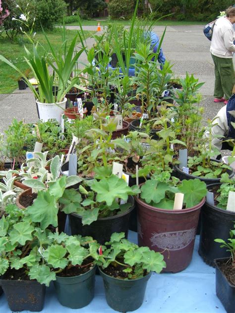 Broadview Garden Club Plant Sale