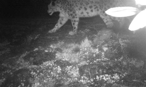 New Photo Evidence Of Snow Leopards In Northeast India Stories WWF