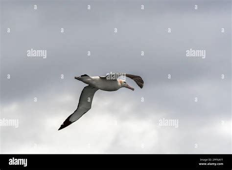South Georgia Southern Royal Albatross Diomedea Epomophora Stock