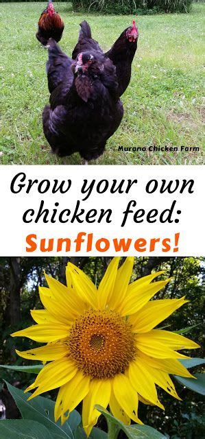 Grow Your Own Poultry Feed