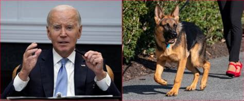 Il Cane Di Joe Biden Morde Un Altro Agente Del Secret Service Alla Casa