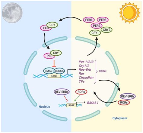 Cancers Free Full Text Circadian Rhythm Disruption As A Contributor