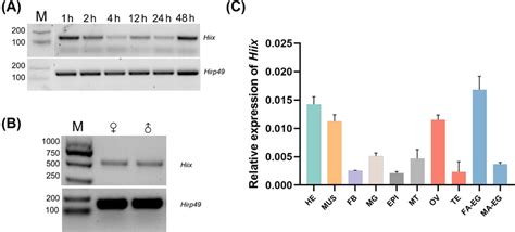 Sex Specific Temporal And Spatial Expression Patterns Of Hiix A