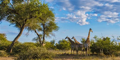 Kruger National Park In Limpopo A Guide To Africas Premier Wildlife