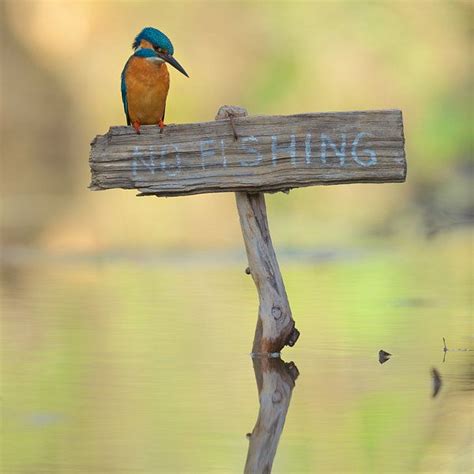 IJsvogel No fishing van IJsvogels nl Corné van Oosterhout op