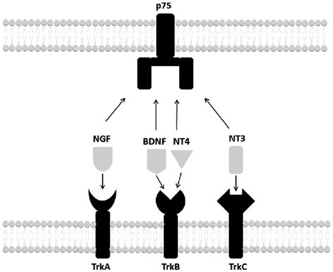 Neurotrophins And Their Receptors Ngf Binds To Trka Receptors Bdnf