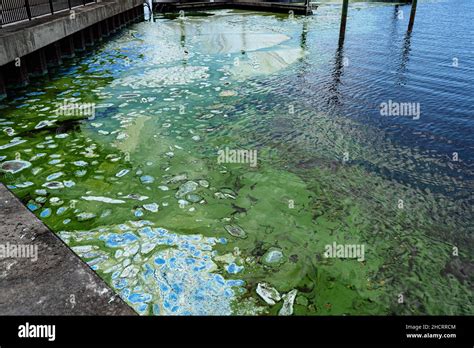 A Toxic Algal Bloom Outbreak Overwhelmed The Pahokee Marina In April