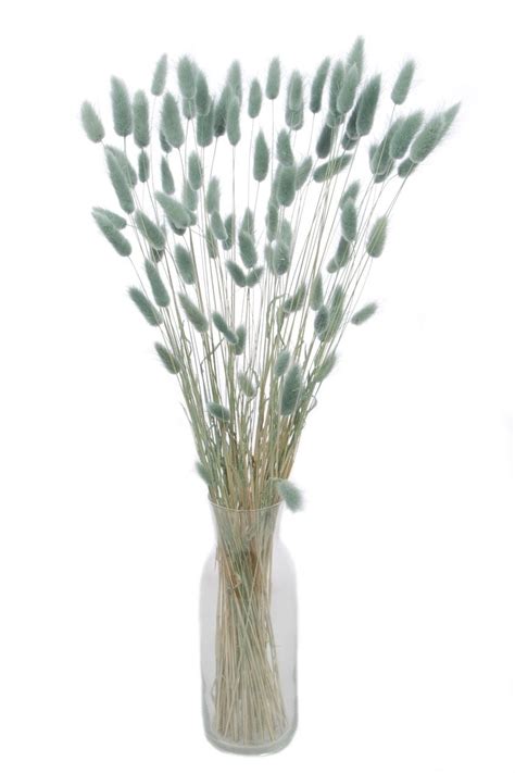 Dried Grey Lagurus Bunny Tail Grass Stems Blosmi Suszone Kwiaty