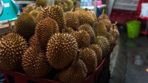 Eksport Durian Malaysia Dijangka Cecah RM1 8 Bilion Menjelang 2030