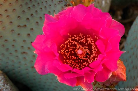 Beavertail Cactus | Photos by Ron Niebrugge