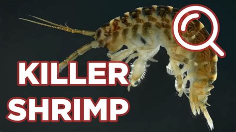 How To Identify Killer Shrimp Youtube