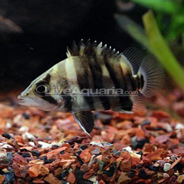 A Black And White Striped Fish Swimming In An Aquarium Filled With