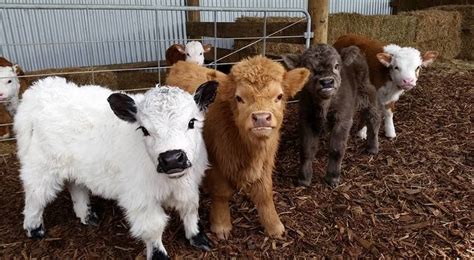 25+ Adorable Photos of Fuzzy Highland Cattle Calves